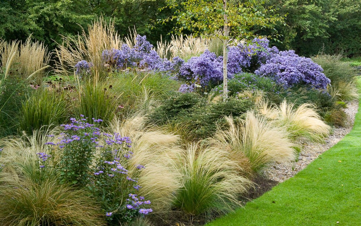 Ландшафтный дизайн Астра в виде подушки