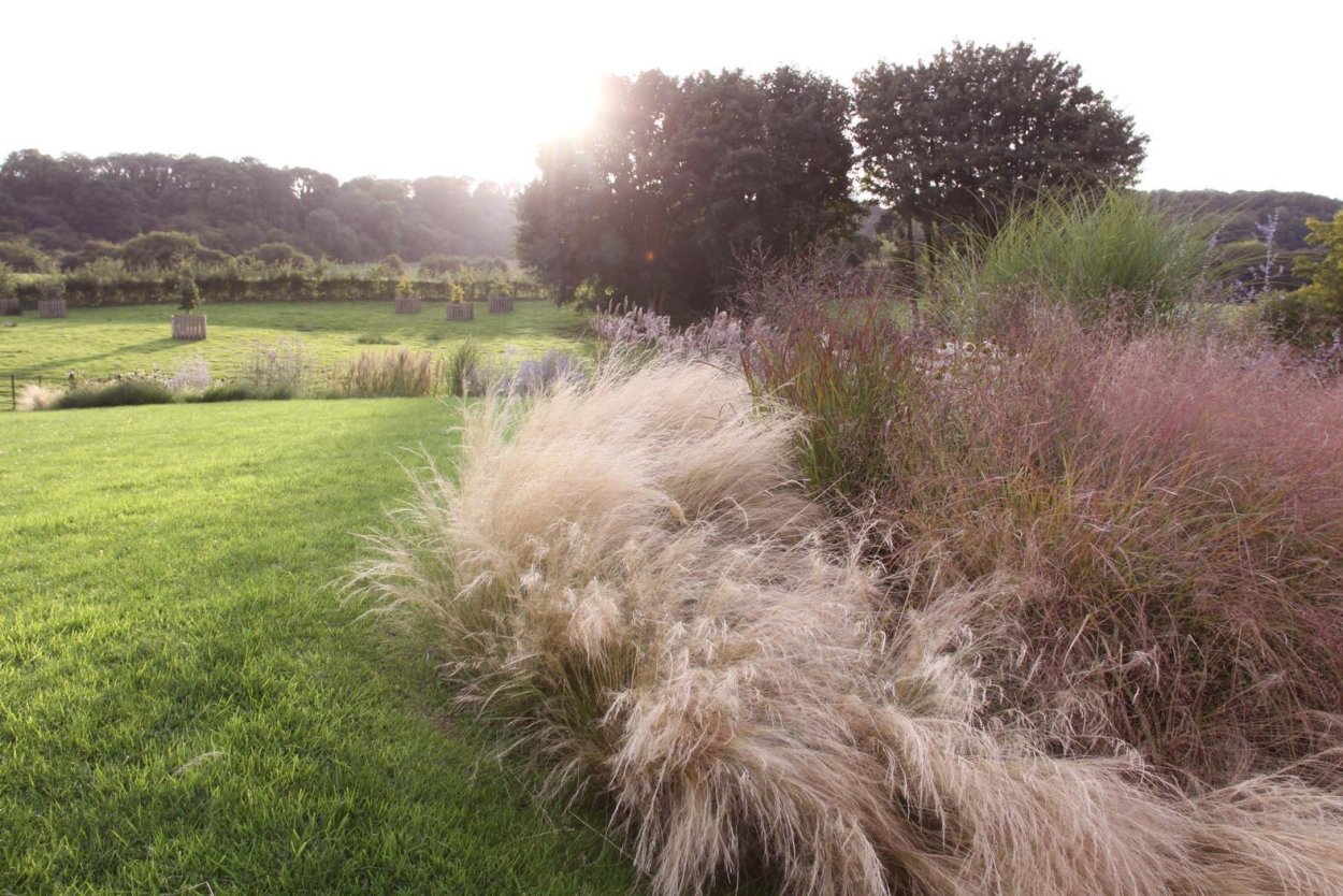 Ковыль Stipa tenuissima