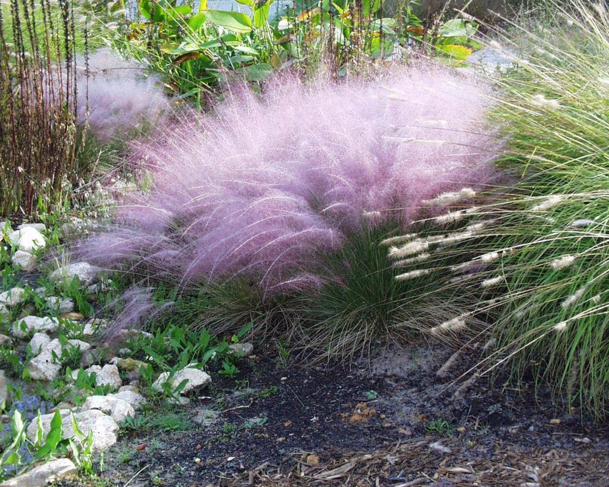 Злаковые деревья