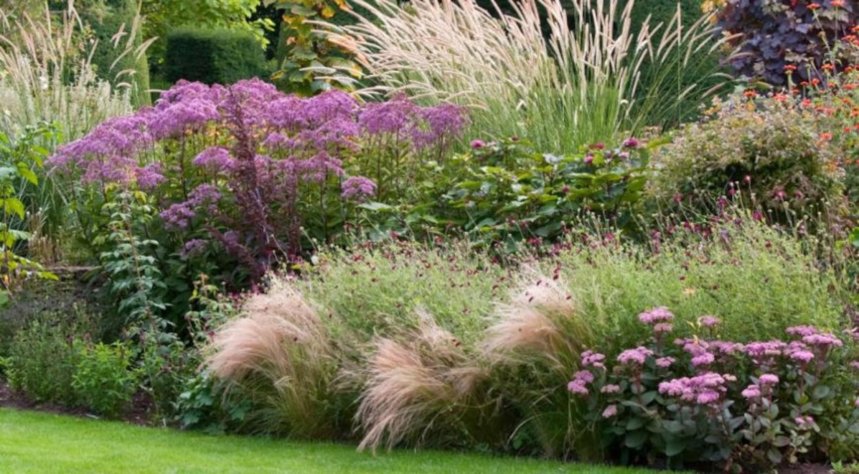 Овсяница сизая и мискантус