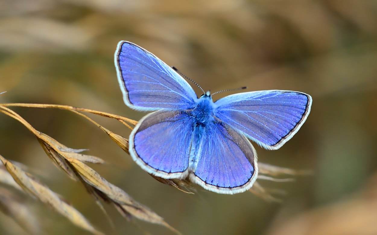 Голубянка Пигмей