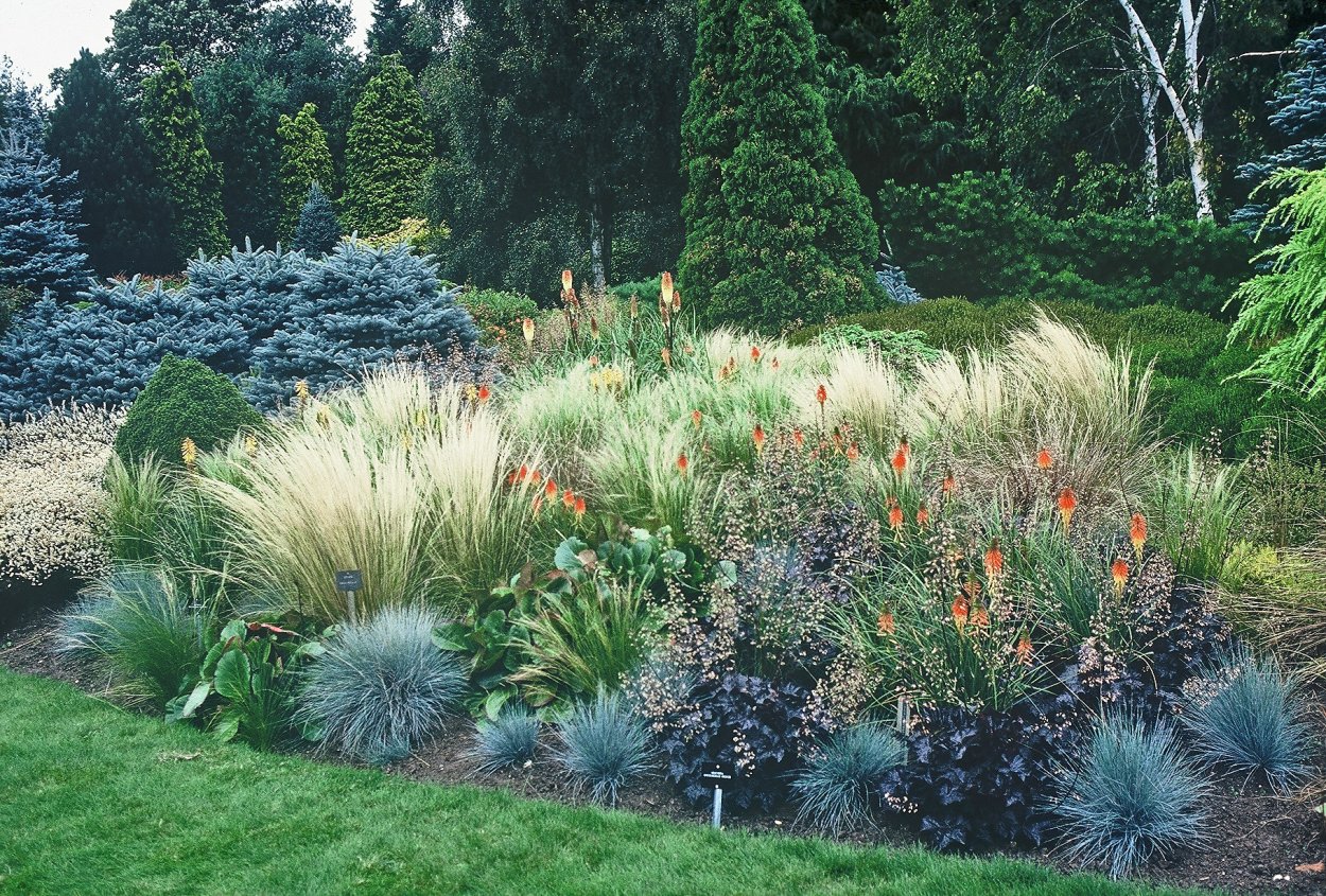 Ковыль тончайший (Stipa tenuissima)
