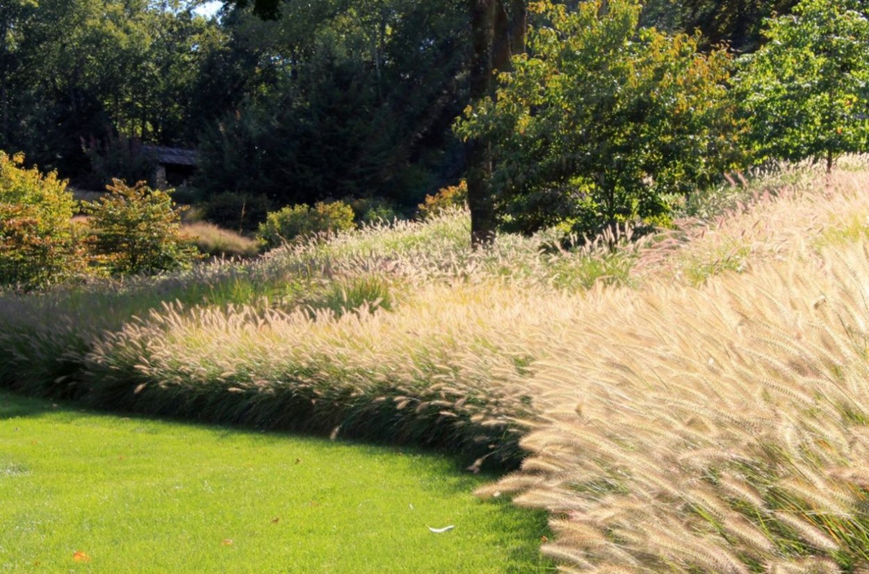 Пит Удольф можжевельник