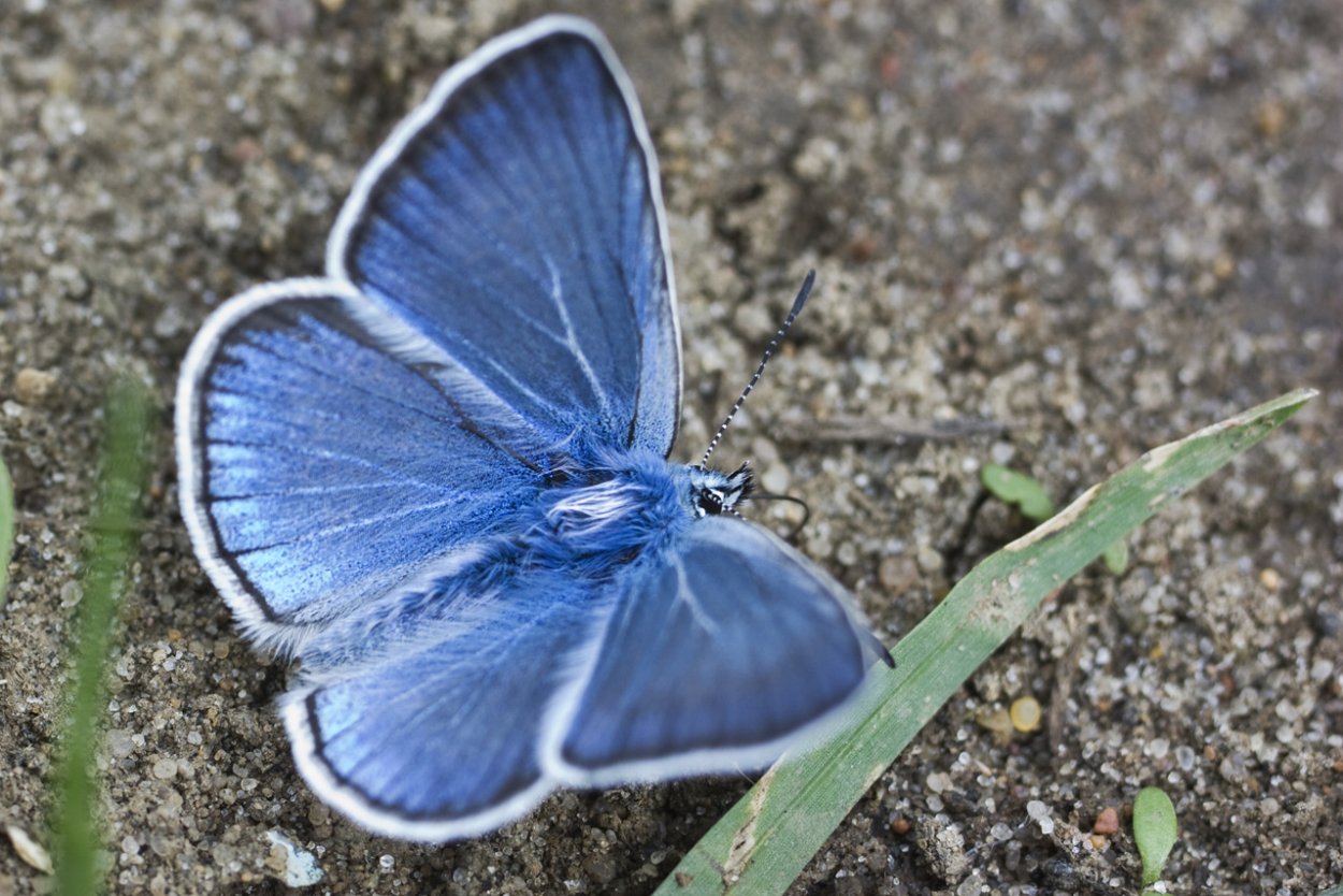 Бабочка голубянка