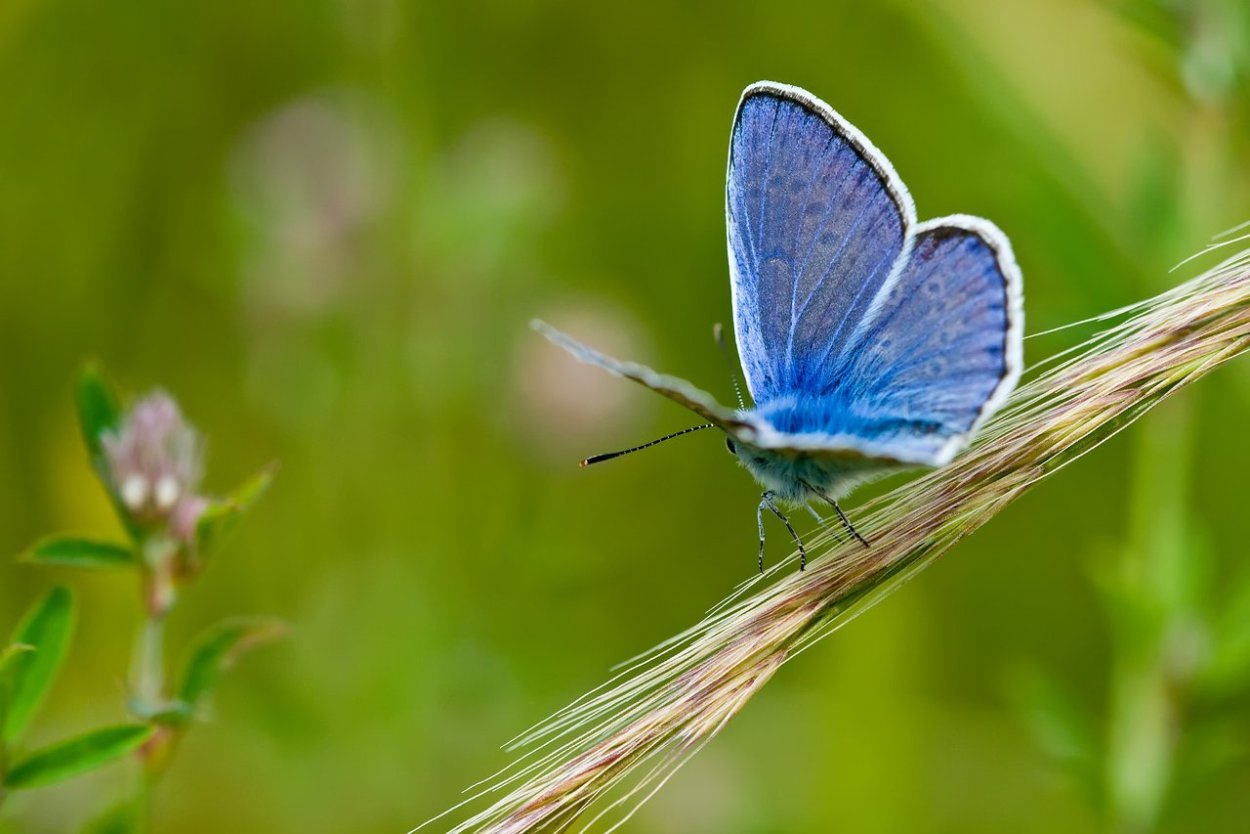 Бабочки бело голубые