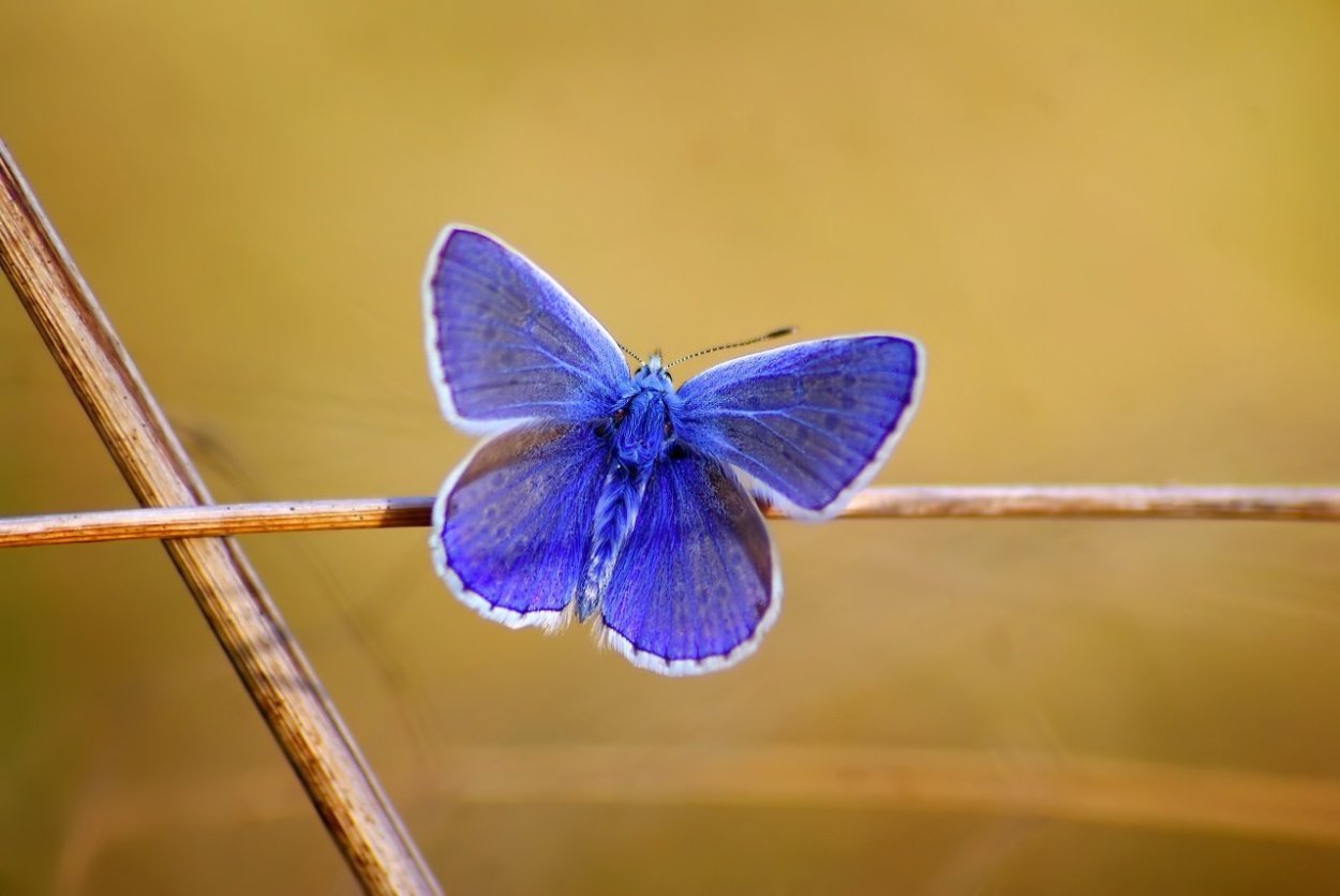 Ацетозея бабочка