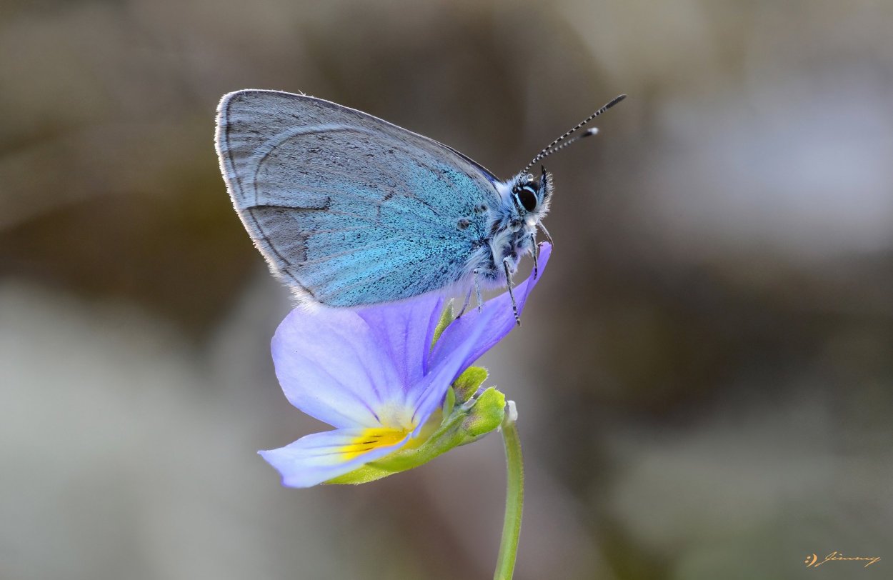 Ацетозея бабочка