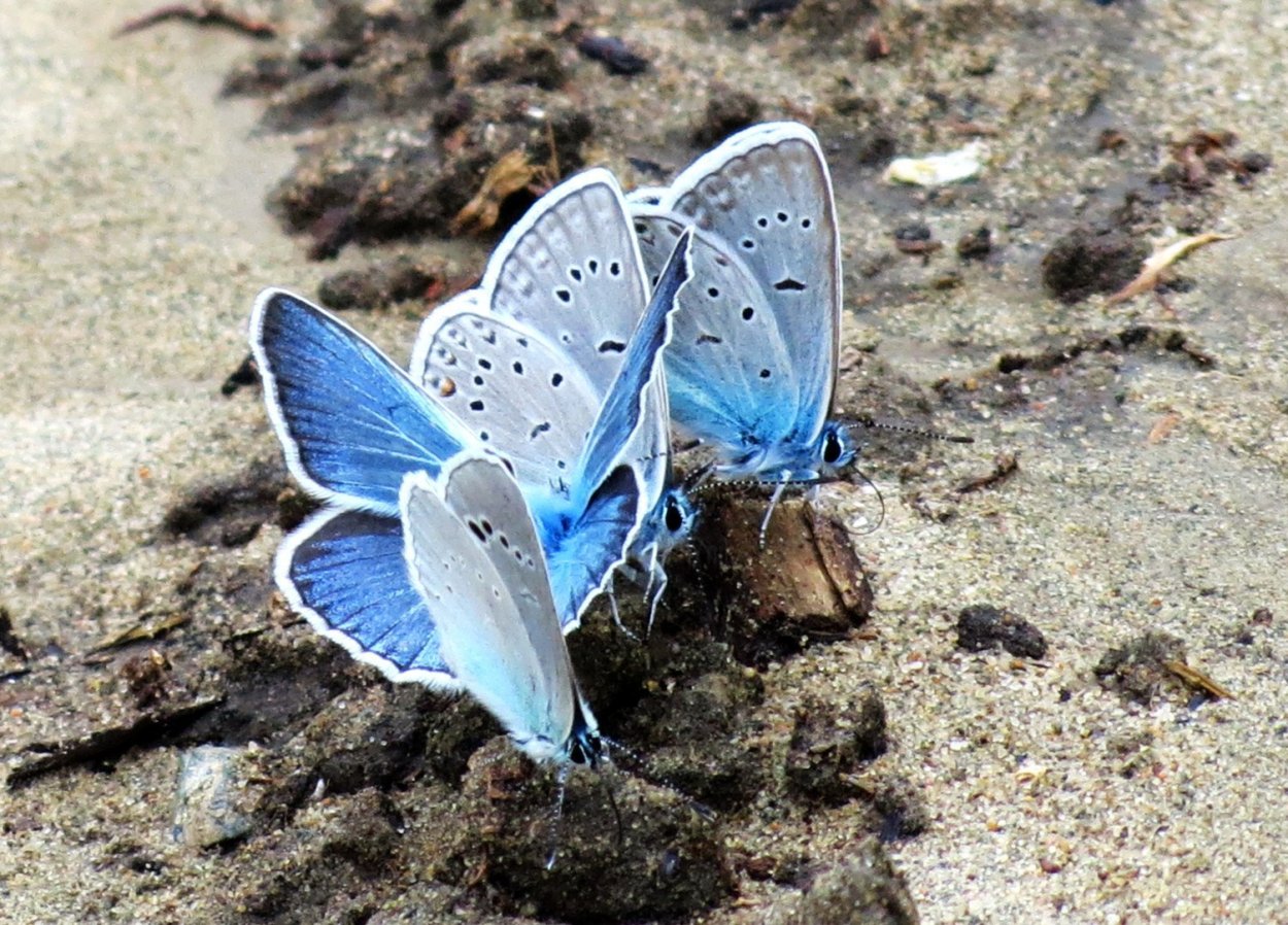 Голубая Ордынка бабочка размер