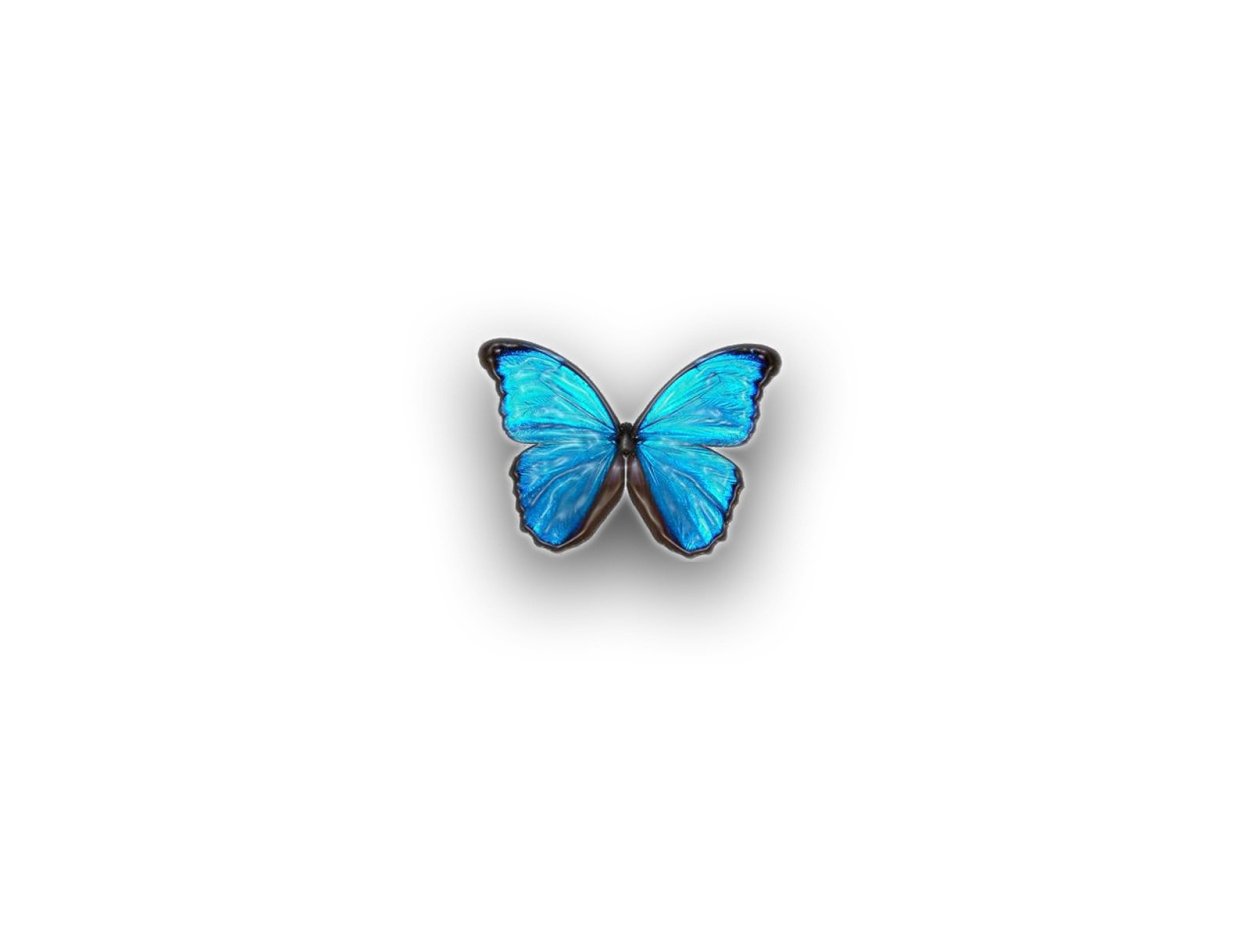 Маленькая бабочка на белом фоне