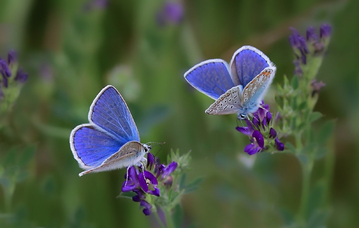 Лимонница голубянка Икар желтушка Луговая Зорька