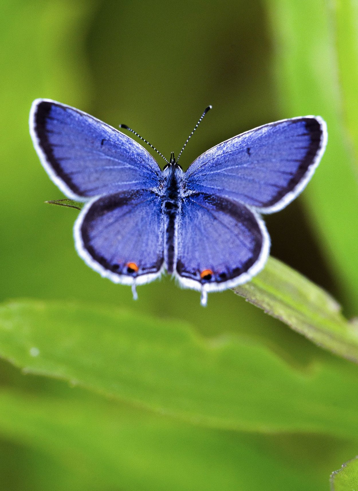 Голубая бабочка Геншин