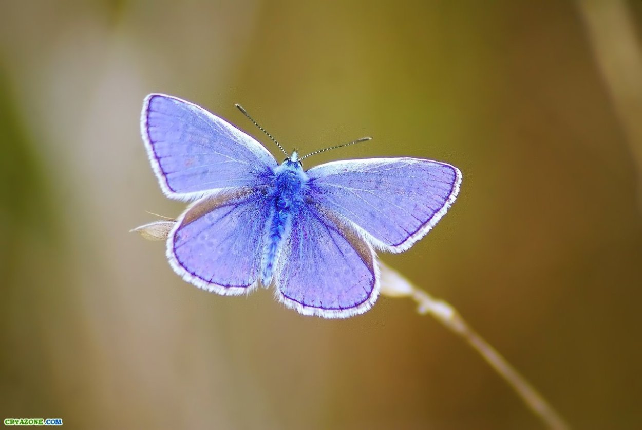 Синий карлик бабочка