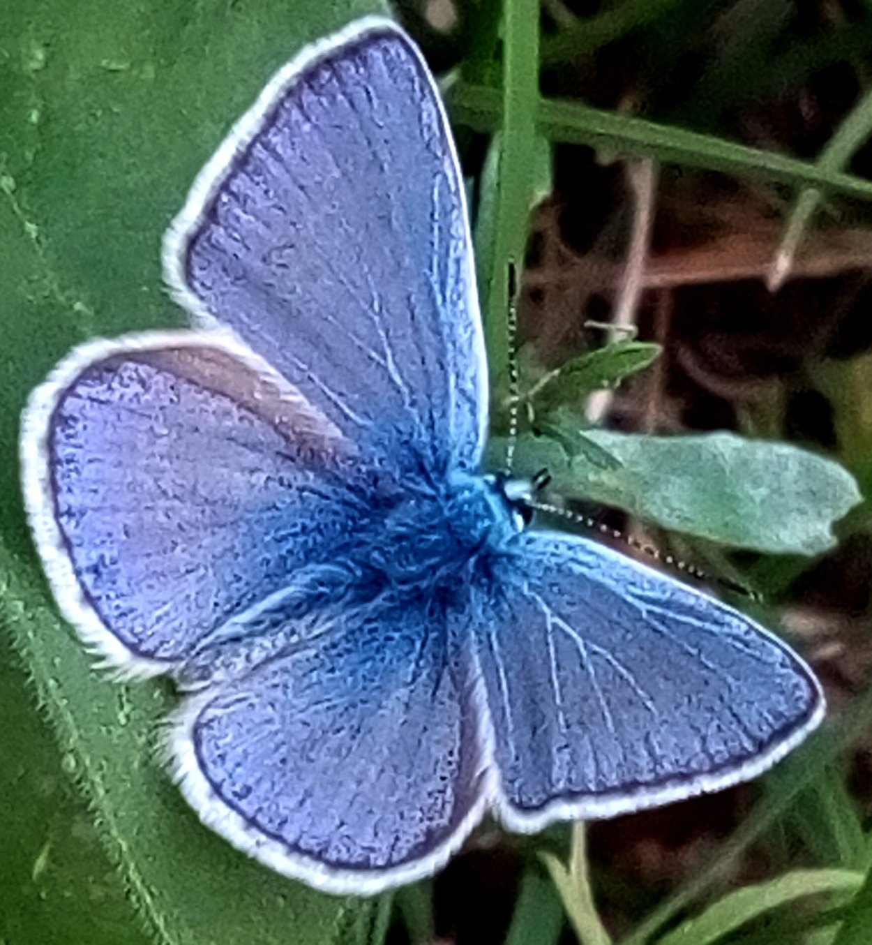 Бабочка голубянка голубая