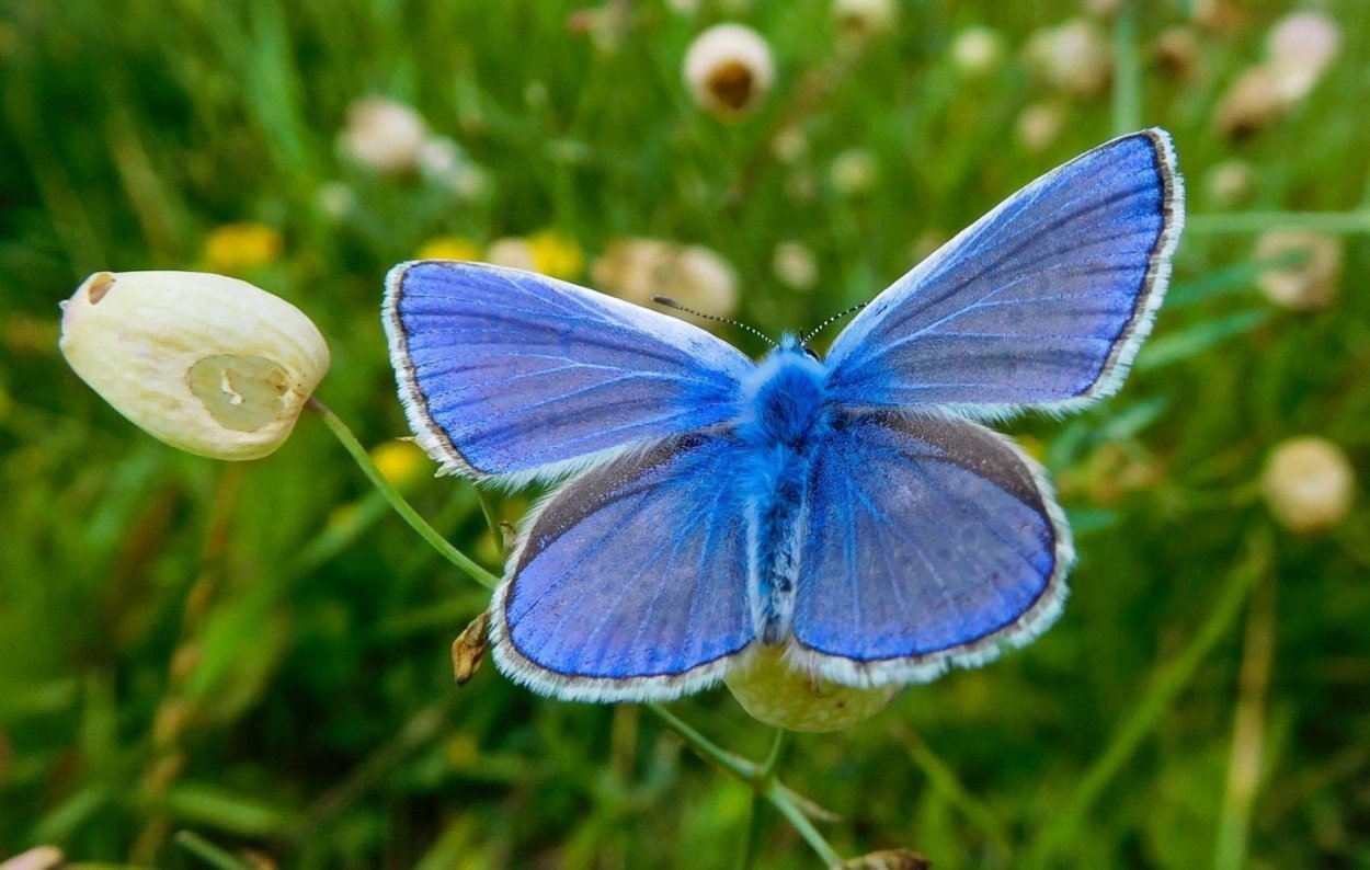Голубянки чешуекрылые
