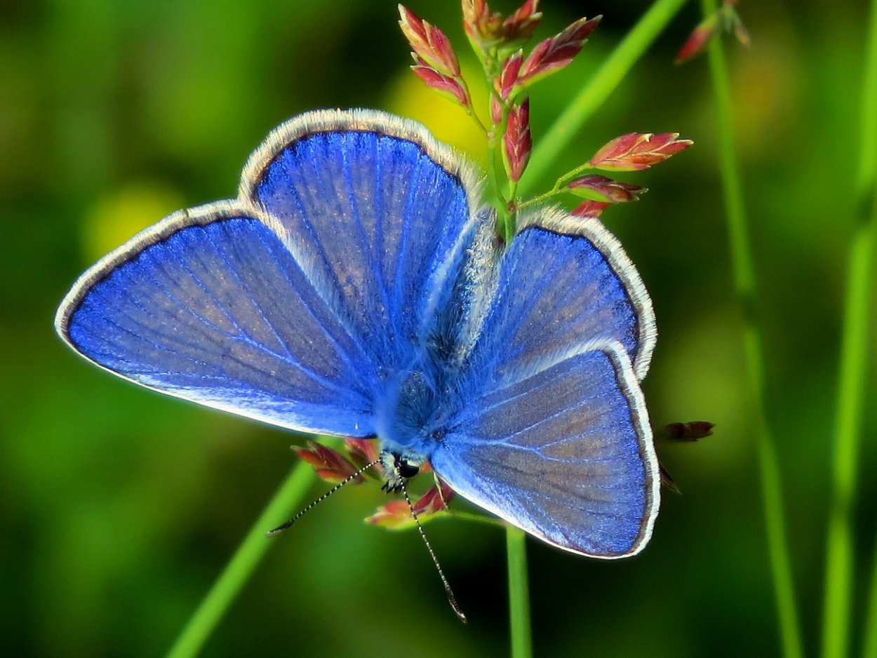 Голубянка Киана