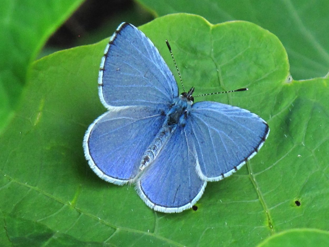 Бабочки светло голубые