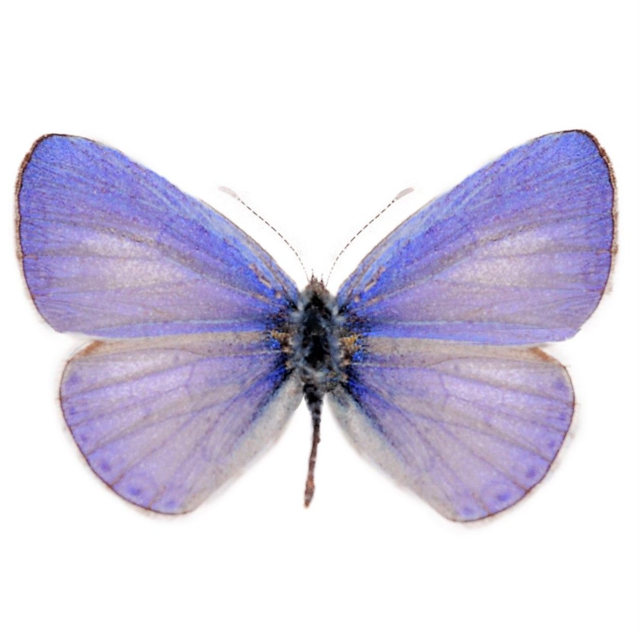 Бабочки сиренево голубые