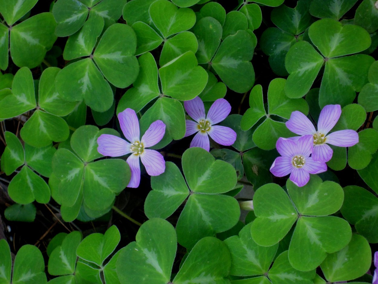Кислица оксалис бархат заката