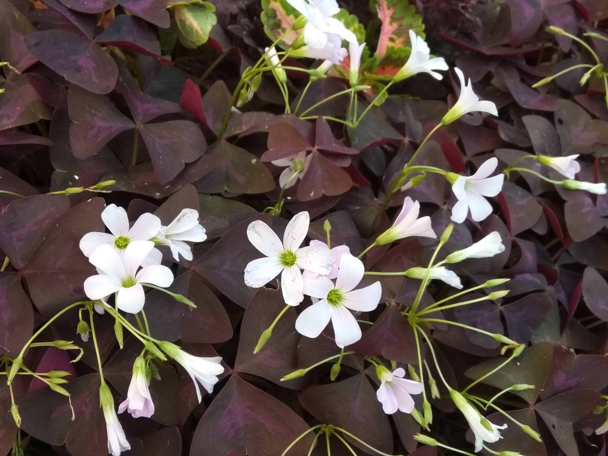 Кислица оксалис Садовая