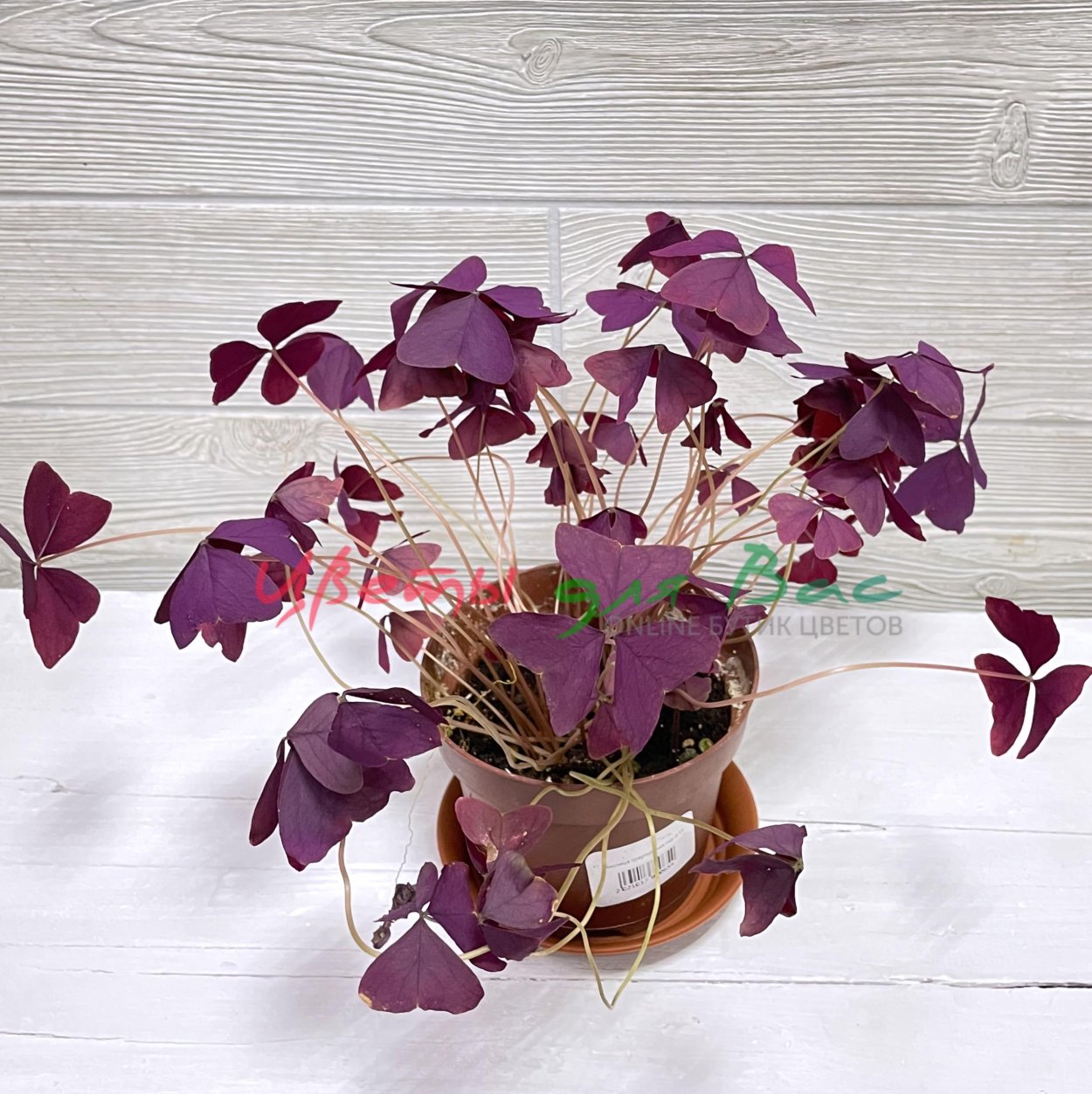 Кислица белая