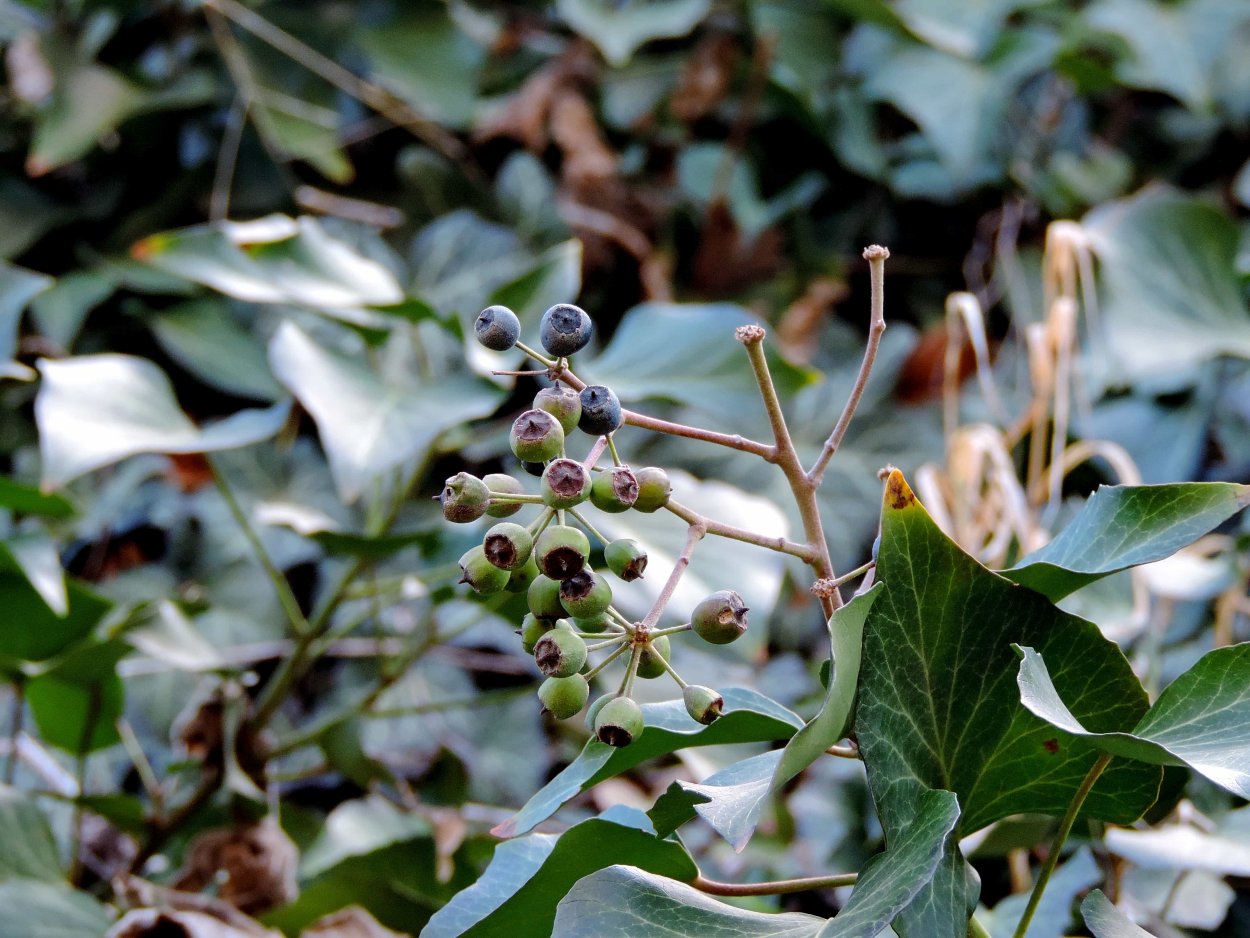 Кислица ягода Лесная