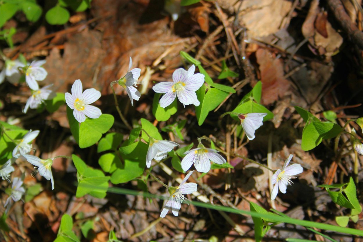 Кислица обыкновенная Лесная