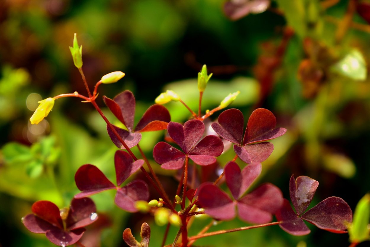 Кислица Ортгиса (Oxalis ortgiesii).