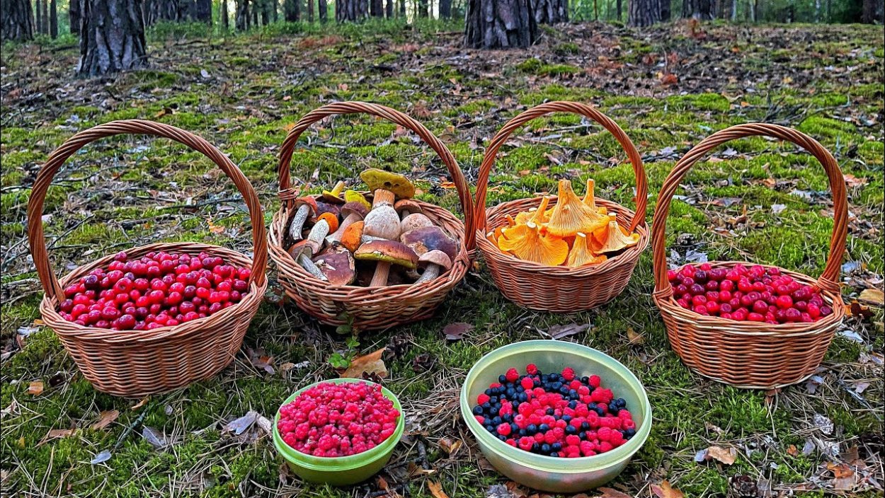 Кислица Уральская