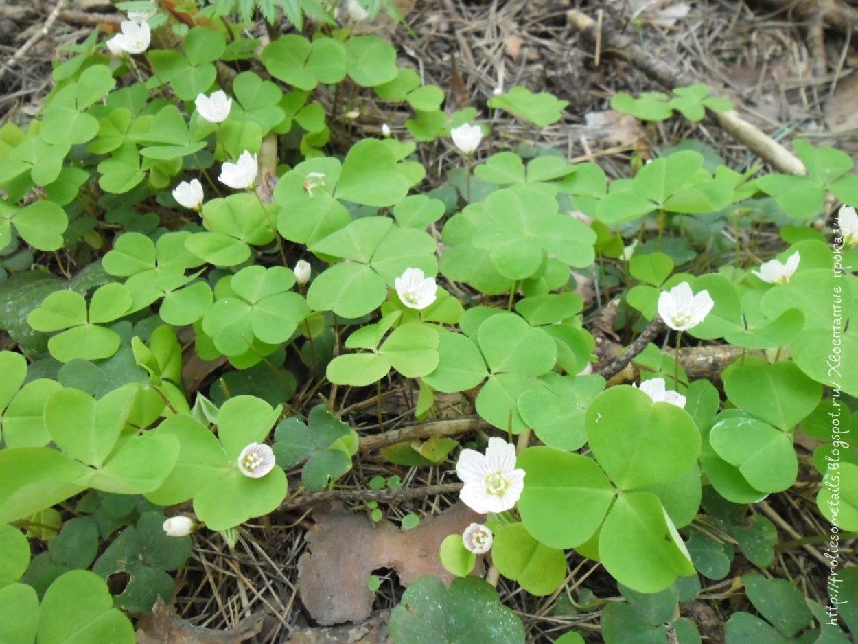 Кислица оксалис Садовая