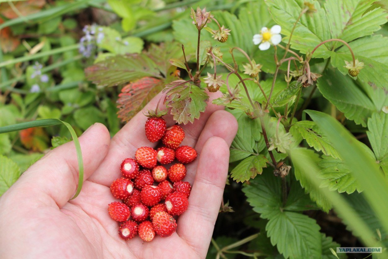 Кислица обыкновенная Лесная