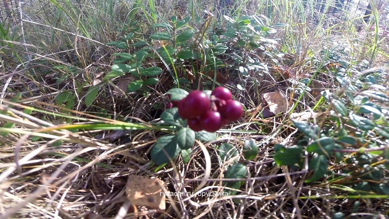 Кислица тройчатая