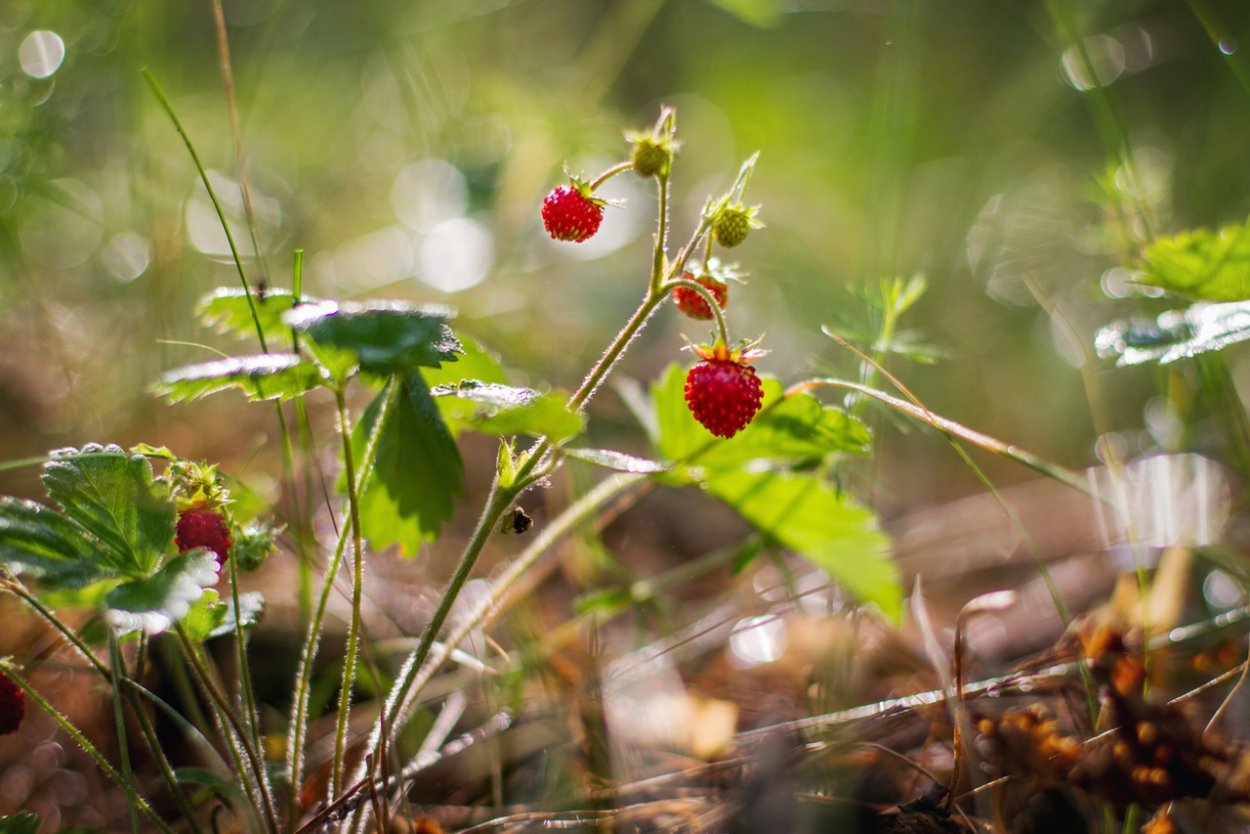 Оксалис корникулата