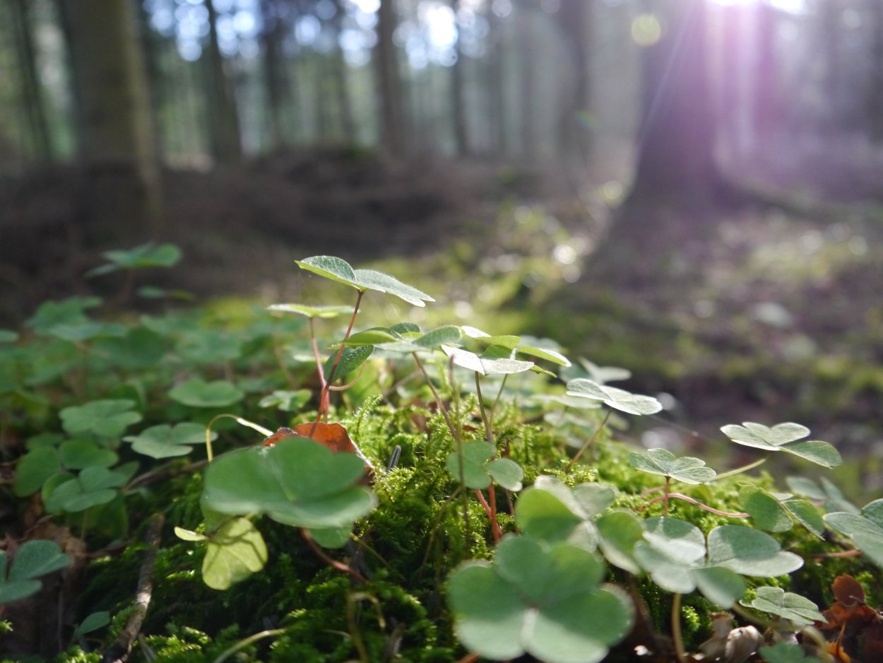 Кислица Айриш