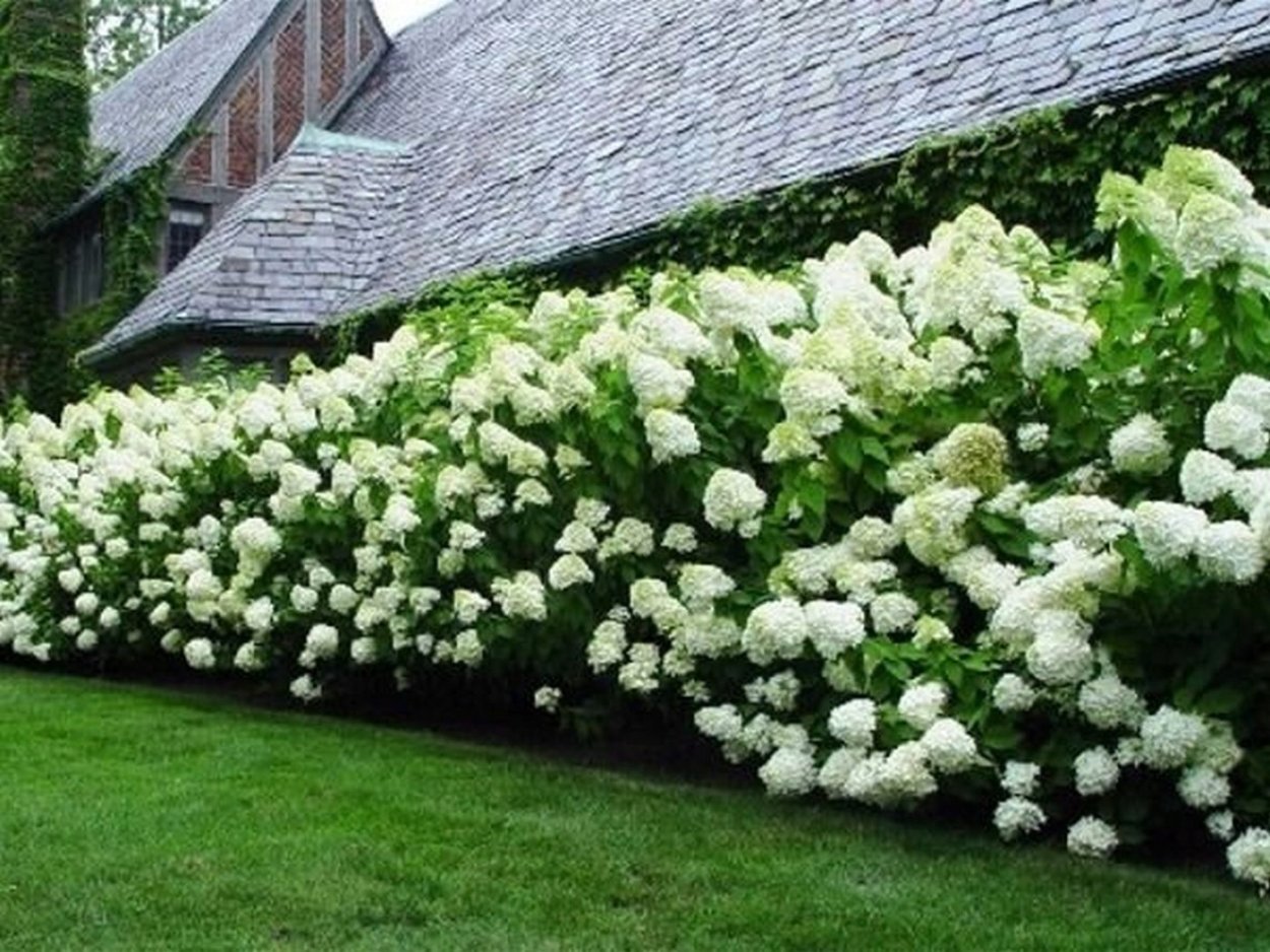 Лаймлайт Живая изгородь