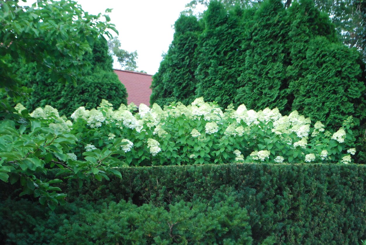 Лайм Лайт гортензия метельчатая Живая изгородь