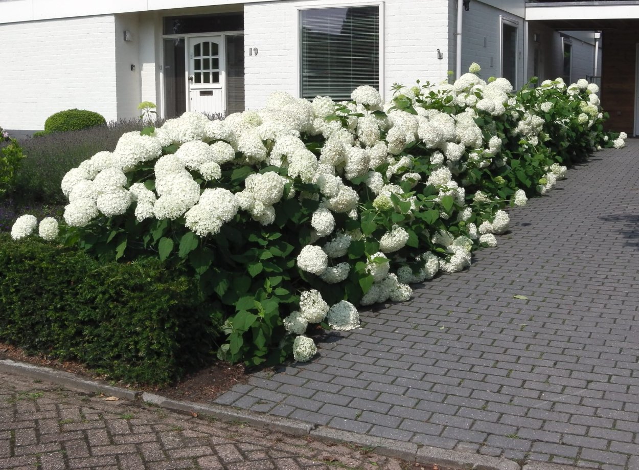 Гортензия древовидная Аннабель изгородь