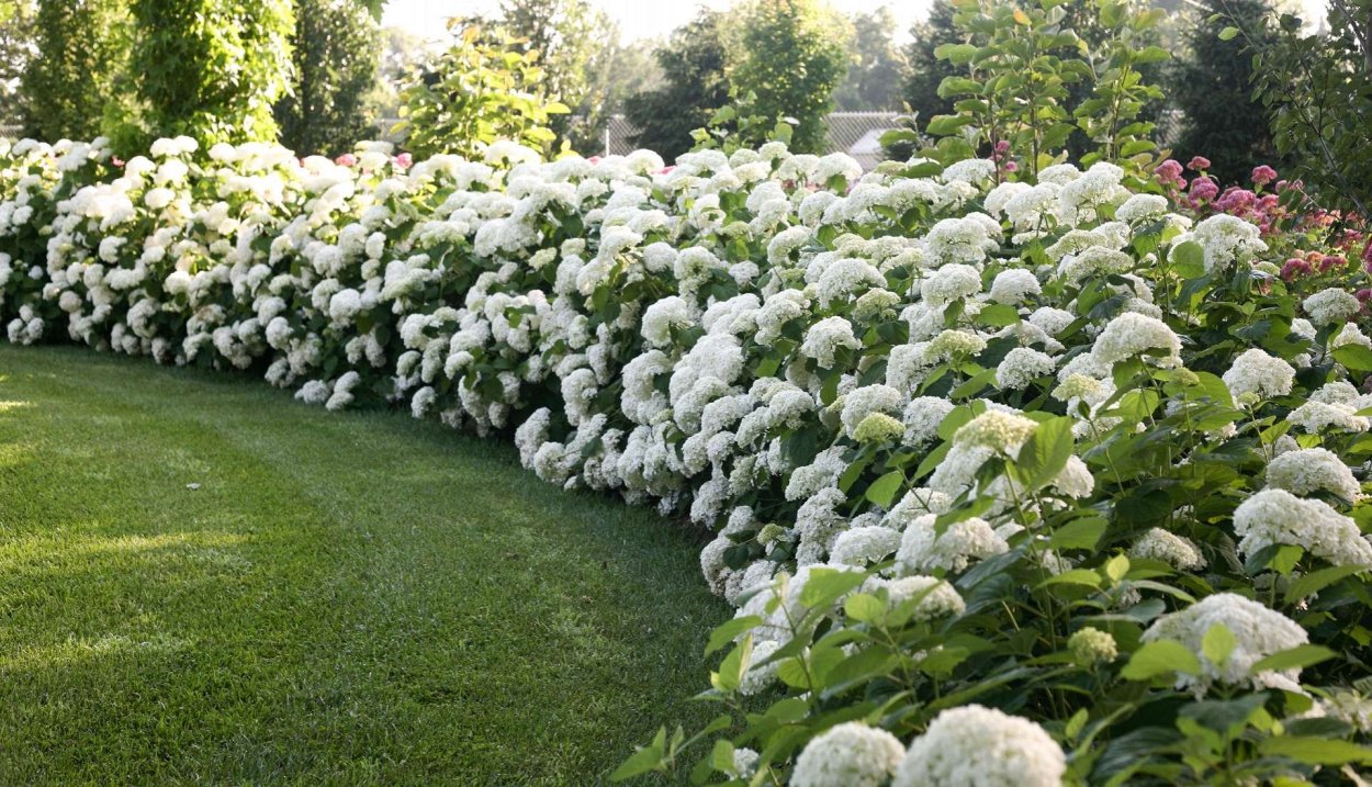 Гортензия Анабель