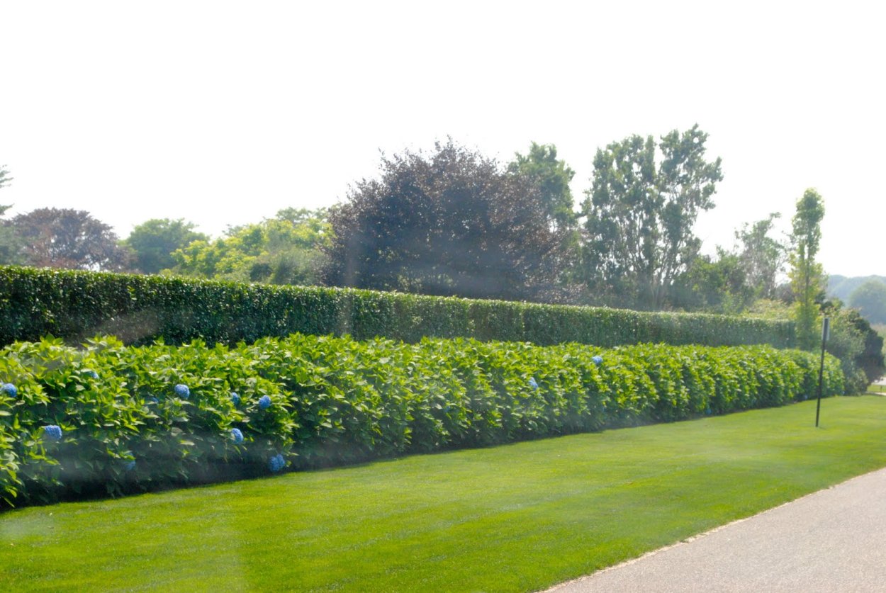 Живая изгородь для артлантиса