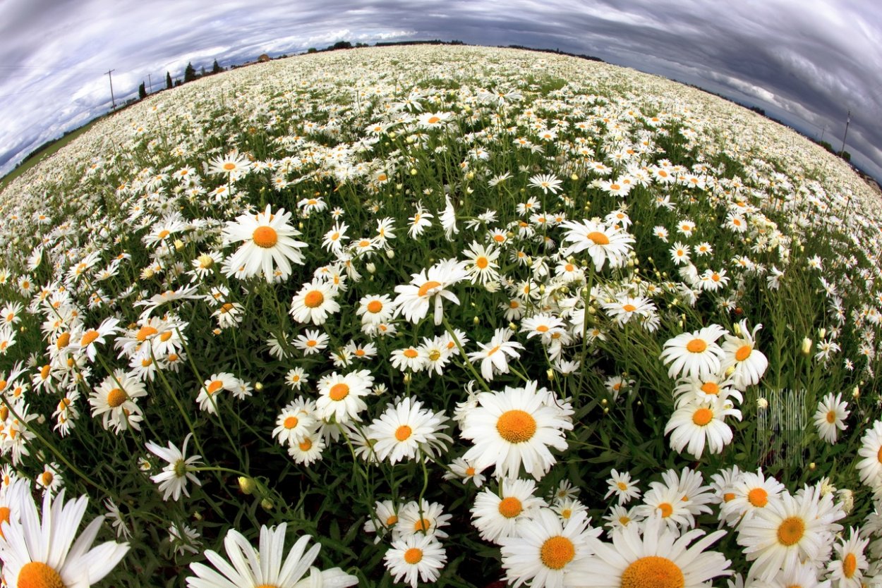 Необычные ромашки