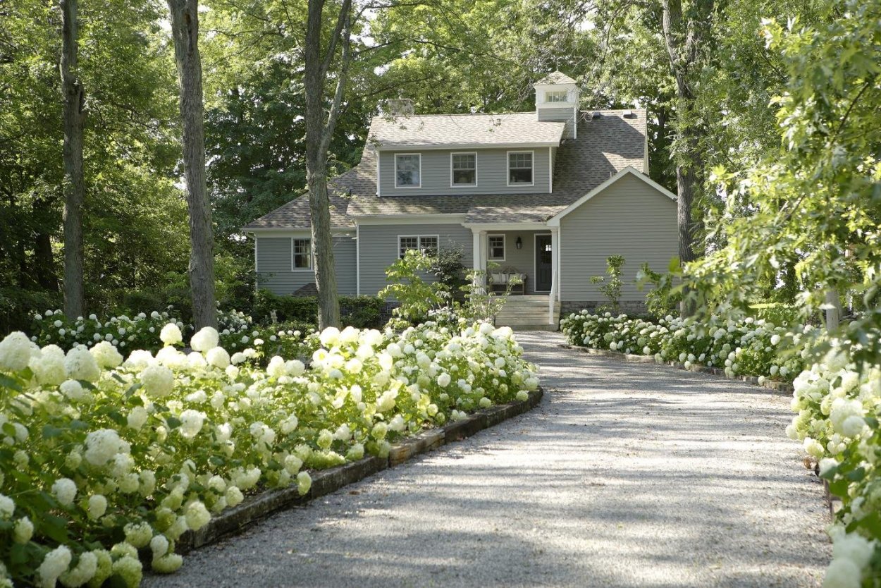 Гортензия метельчатой вдоль тропинки