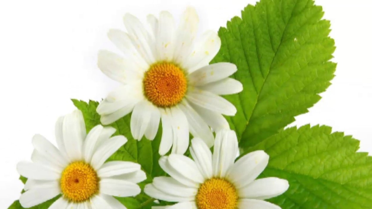 Ромашка любит не любит