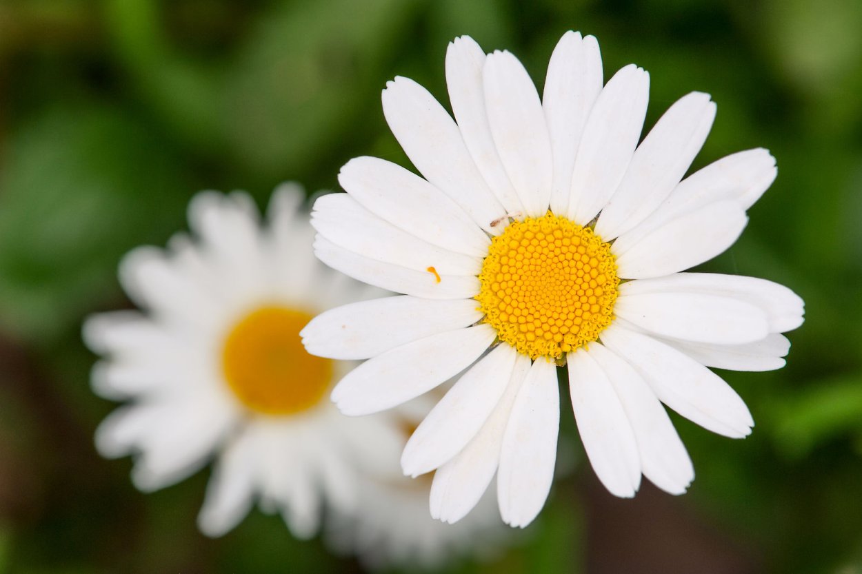 Чай с ромашкой для сна