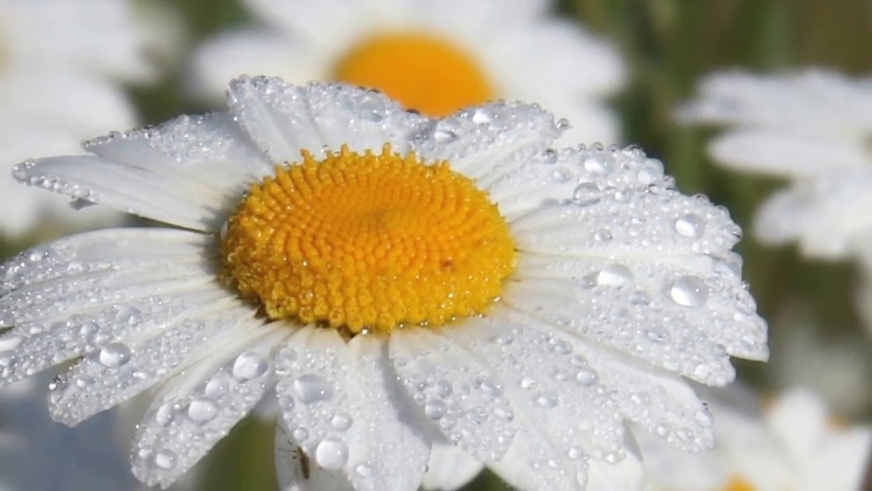 Белые ромашки