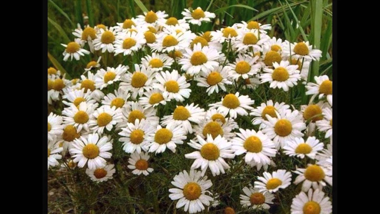 Нивяник обыкновенный