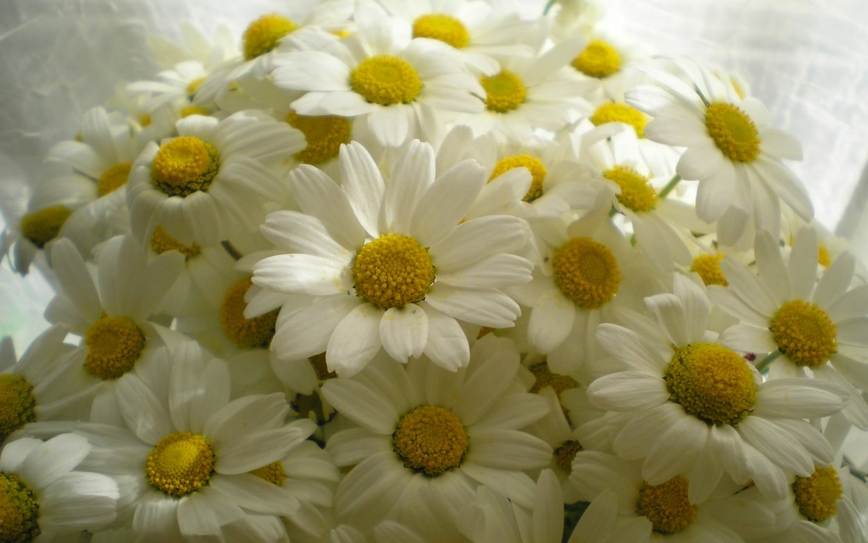Обои на рабочий стол цветы ромашки