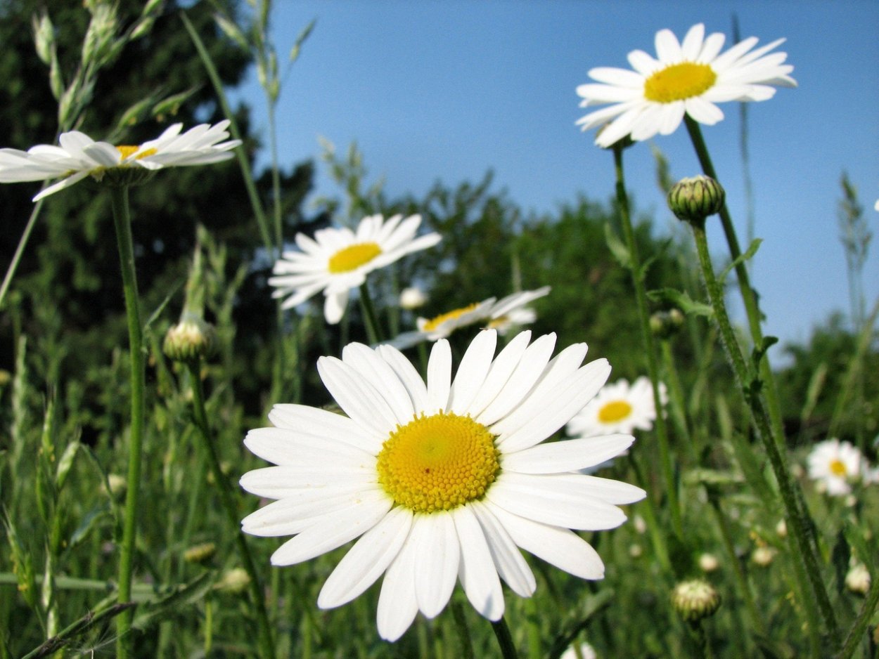 Лето ромашки