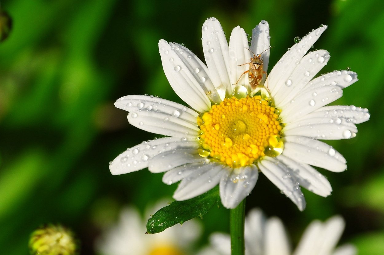 Душа требует ромашек