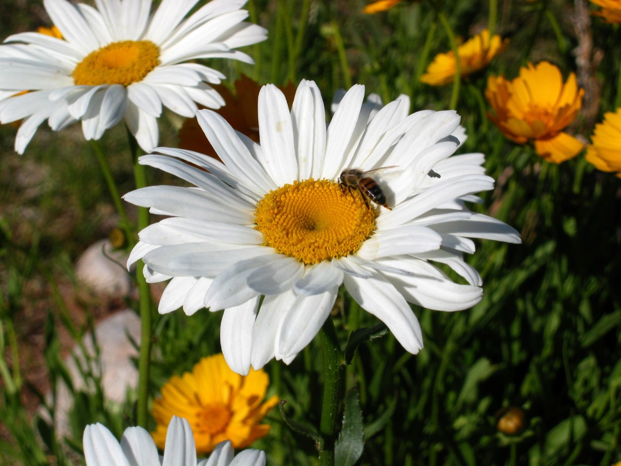 Moychechak Ifori status