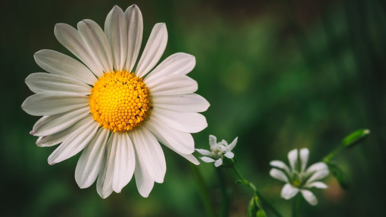 Букет ромашек для любимой
