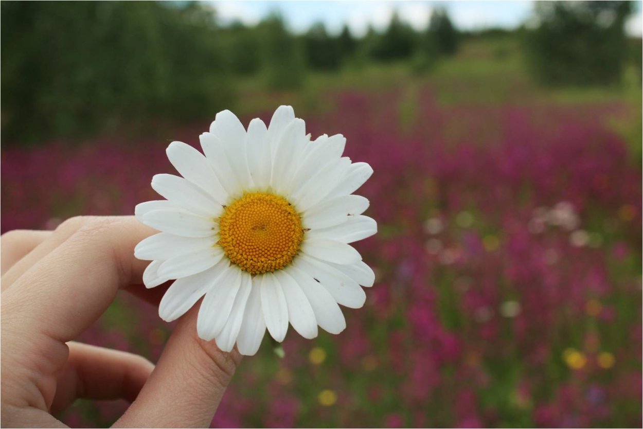 Большая Ромашка